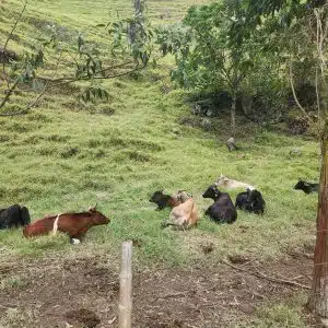 Coffe farm