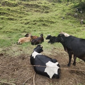 `cattle-farm-jardin-colombia-antioquia-mountains.jpg