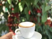 Medellin Coffee Tour
