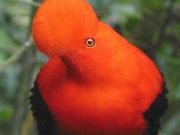 Cock of the Rock Birdwatching in Jardín