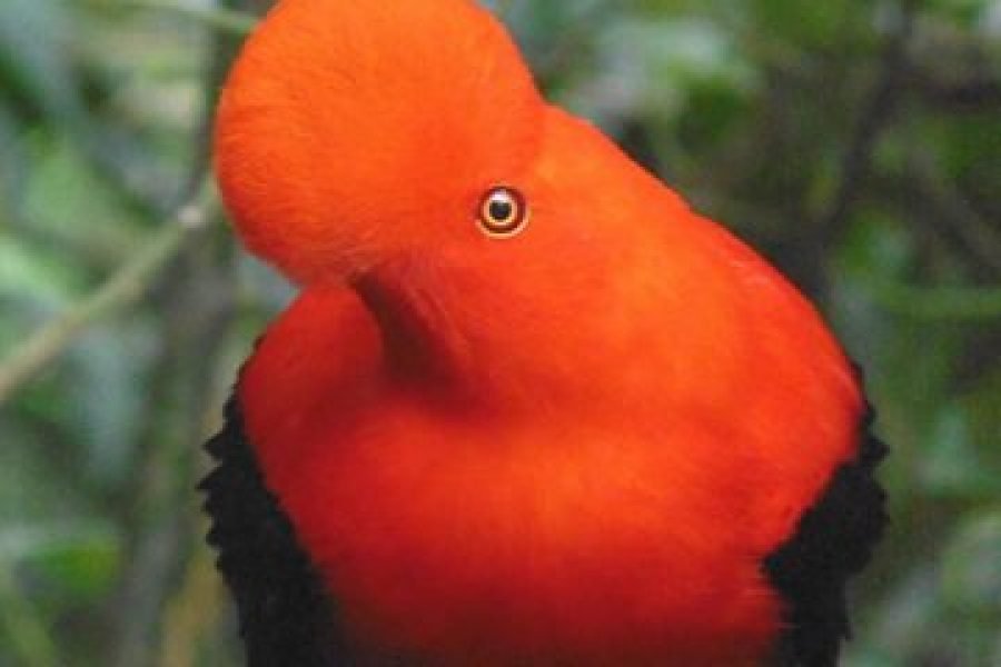 cock of the rock watching bird in Jardin